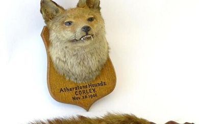 Taxidermy: L.W. Bartlett & Son, Banbury, a Fox (Vulpes