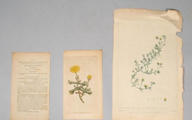 Two 18th Century Botanical Colored Plates