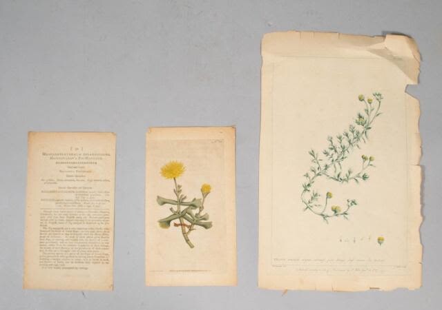 Two 18th Century Botanical Colored Plates