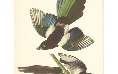c1950 Audubon Print, American Magpie