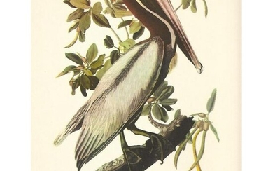 c1950 Audubon Print, Brown Pelican