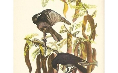 c1950 Audubon Print, Fish Crow