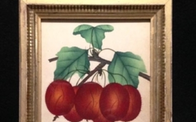 C1850 Original Watercolor/theorem Of Berries