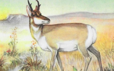 1920's Antelope Color Lithograph Print