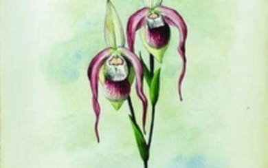 Storer Orchid Watercolor