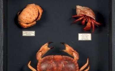 Un groupe de crabes dont Cancer pagurus, Bernard...