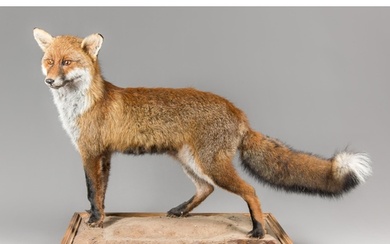 A MODERN TAXIDERMY RED FOX UPON A NATURALISTIC BASE (VULPES ...