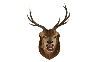 A TAXIDERMY VICTORIAN STAG'S HEAD