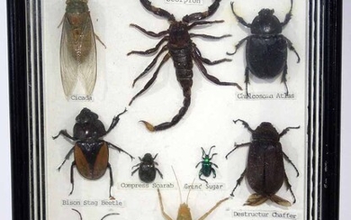 A TROPICAL BEETLE AND INSECT COLLECTION