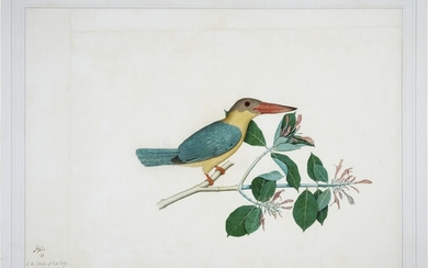 A stork-billed kingfisher (Halcyon Capensis) on a flowering branch, from the Impey Album, signed by Shaykh Zayn al-Din, India, Company School, Calcutta, dated 1778
