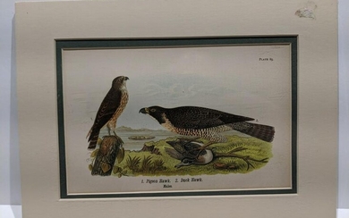 After Audubon Stone Litho Pigeon & Duck Hawks