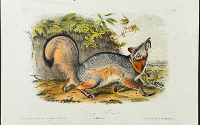 Audubon - Gray Fox. 21