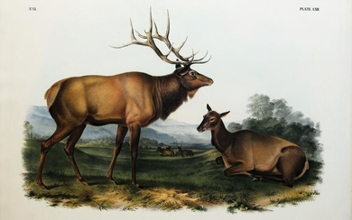 Audubon Lithograph, American Elk - Wapiti Deer