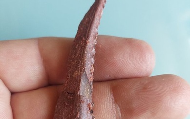 Big shark sting - Fossil bone - Hyobodus - 80 mm - 20 mm