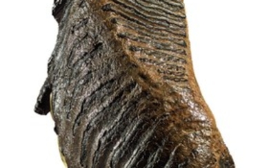 COMPLETE TOOTH OF A WOOLY MAMMOTH