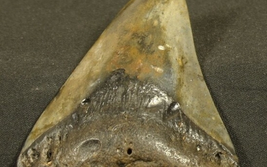 Dent fossilisée de requin : Carcharodon Mégalodon... - Lot 63 - FEE - Stanislas Machoïr