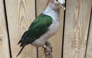 Green Imperial Pigeon - Full-body mount - Ducula aenea - 35×27×15 cm