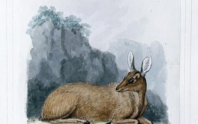 Howitt Watercolor of a Klip-springer