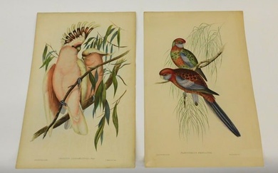 J. Gould & H. C. Richter, hand colored