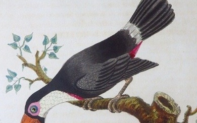 John Latham - A General History of Birds [193 planches coloriées] - 1821-1824