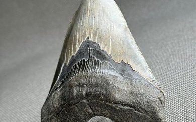Megalodon Tooth 12,7 cm - Fossil tooth - Otodus Megalodon - 127.01 mm - 101.5 mm