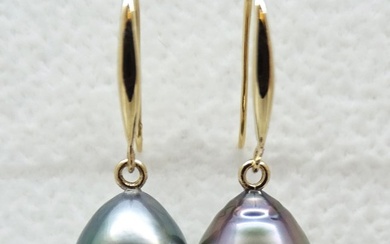 No Reserve Price - Tahitian Pearls, Bright Blue Green Peacock, Drop Shaped 9.07 X 11.22mm, 9.12 X - 18 kt. Yellow gold - Earrings