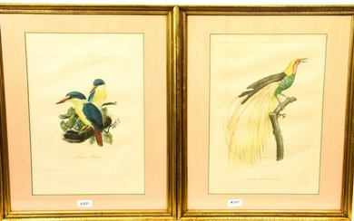 Pair Antique Hand Colored Framed Bird Engravings