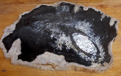 Petrified Wood - slab - Dipterocarpus sp. - 2.5×46×62.5 cm
