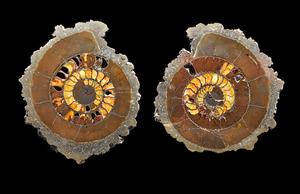 Pyritized Ammonite Split