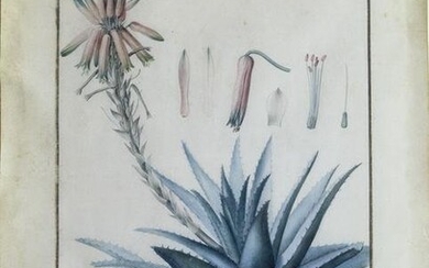Redoute Original Watercolor of Aloe Flowering