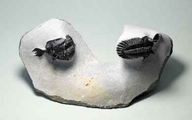 Spiny Trilobite - Fossilised animal - Walliserops lindoei