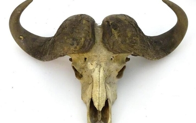 Taxidermy: a skull and horn mount of a Cape Buffalo