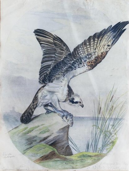 Travies original watercolor of an Osprey