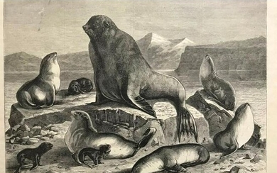 19thc Wood Engraving, Alaska Seals