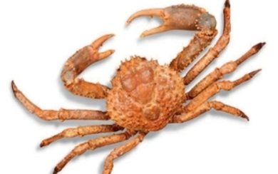 Crabe sp. non déterminé - ventes aux enchères...