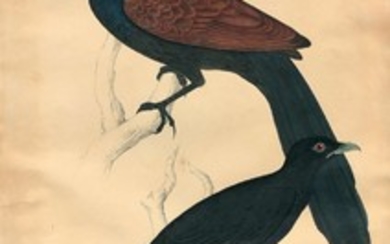 Ecole du début du XIXe siècle Talève sultane et Deux oiseaux branchées