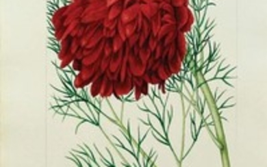 Rousselon Watercolor Fine-Leaved Peony