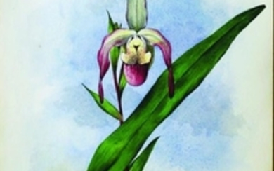 Storer Orchid Watercolor