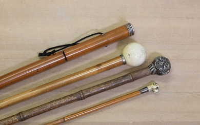 A group of four walking sticks