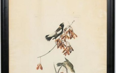 John James Audubon, "Rice Bunting" Havell Edition