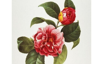 After Pierre-Jospeh Redoute, Floral Print, #16 Camelia