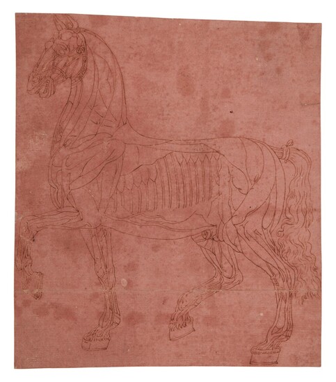 An écorché study of a horse, Italian School, circa 1600