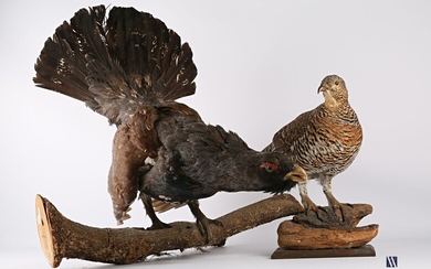Couple de grand Tétras (Tetrao urogallus,... - Lot 64 - Vasari Auction