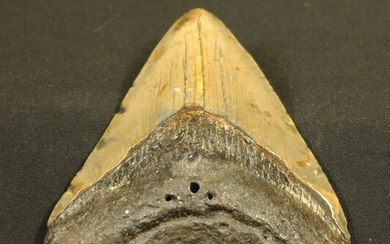 Dent fossilisée de requin : Carcharodon Mégalodon... - Lot 64 - FEE - Stanislas Machoïr