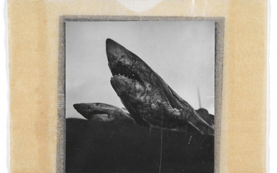 Henriette Theodora Markovitch, dite Dora MAAR 1907 - 1997 Cadavres de requins, c. 1935