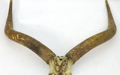 Taxidermy: a horn and partial skull mount of an African