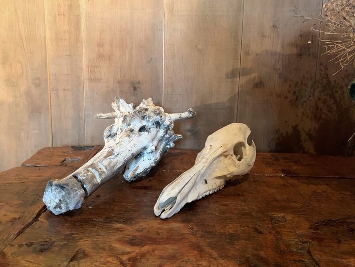 Two skulls. Upper part of a boar skull...