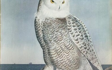 Tyson lithograph of a Snowy Owl