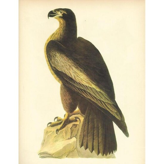 c1946 Audubon Print, #11 Bald Eagle