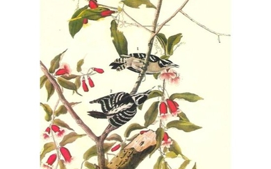 c1946 Audubon Print, #112 Downy Woodpecker